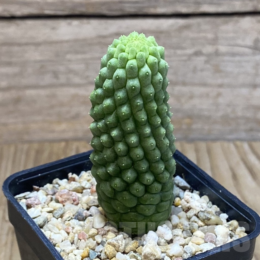 SH9019 Trichocaulon cactiformis - Image 2