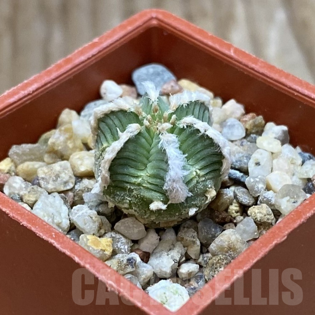 SH9012 Aztekium hintonii - Image 2