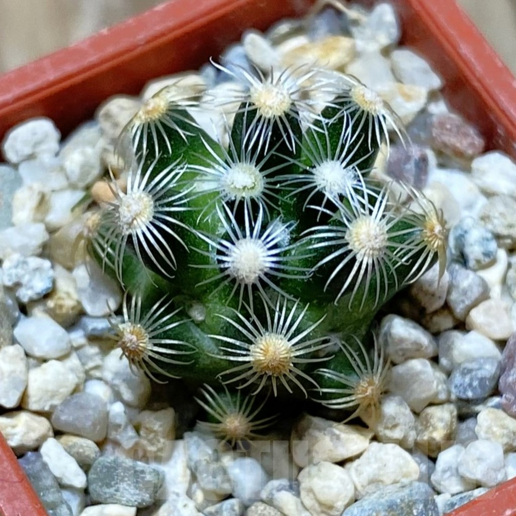 SH9022 Mammillaria saboae v. roczekii