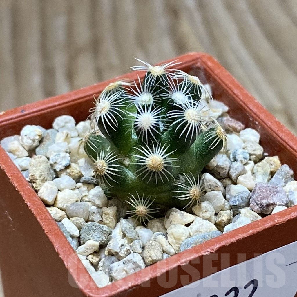 SH9022 Mammillaria saboae v. roczekii - Image 2