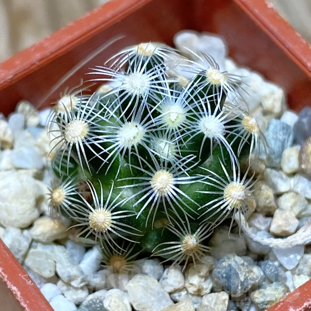 SH9023 Mammillaria saboae v. roczekii