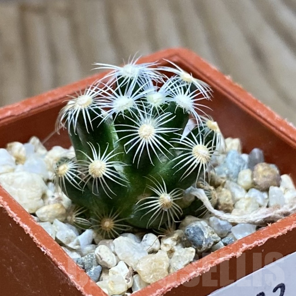 SH9023 Mammillaria saboae v. roczekii - Image 2
