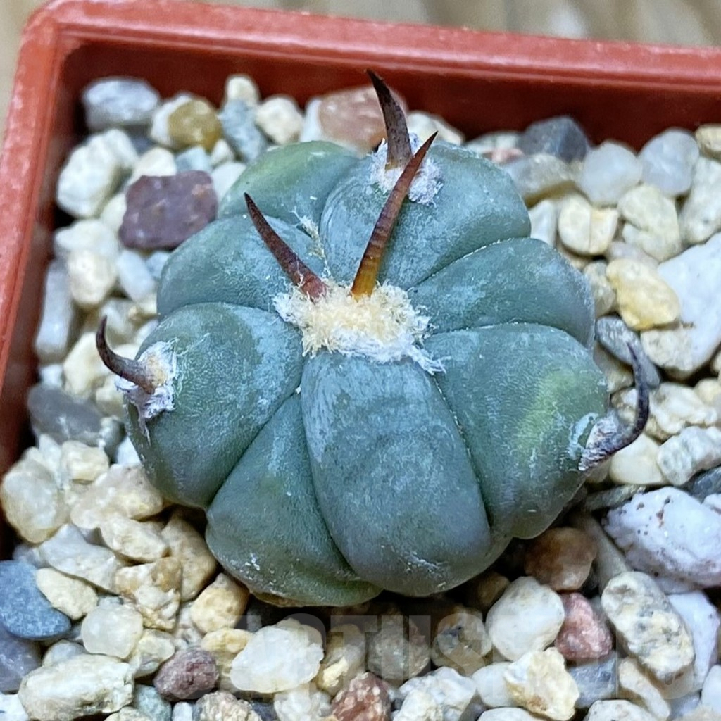SH9025 Echinocactus horizonthalonius