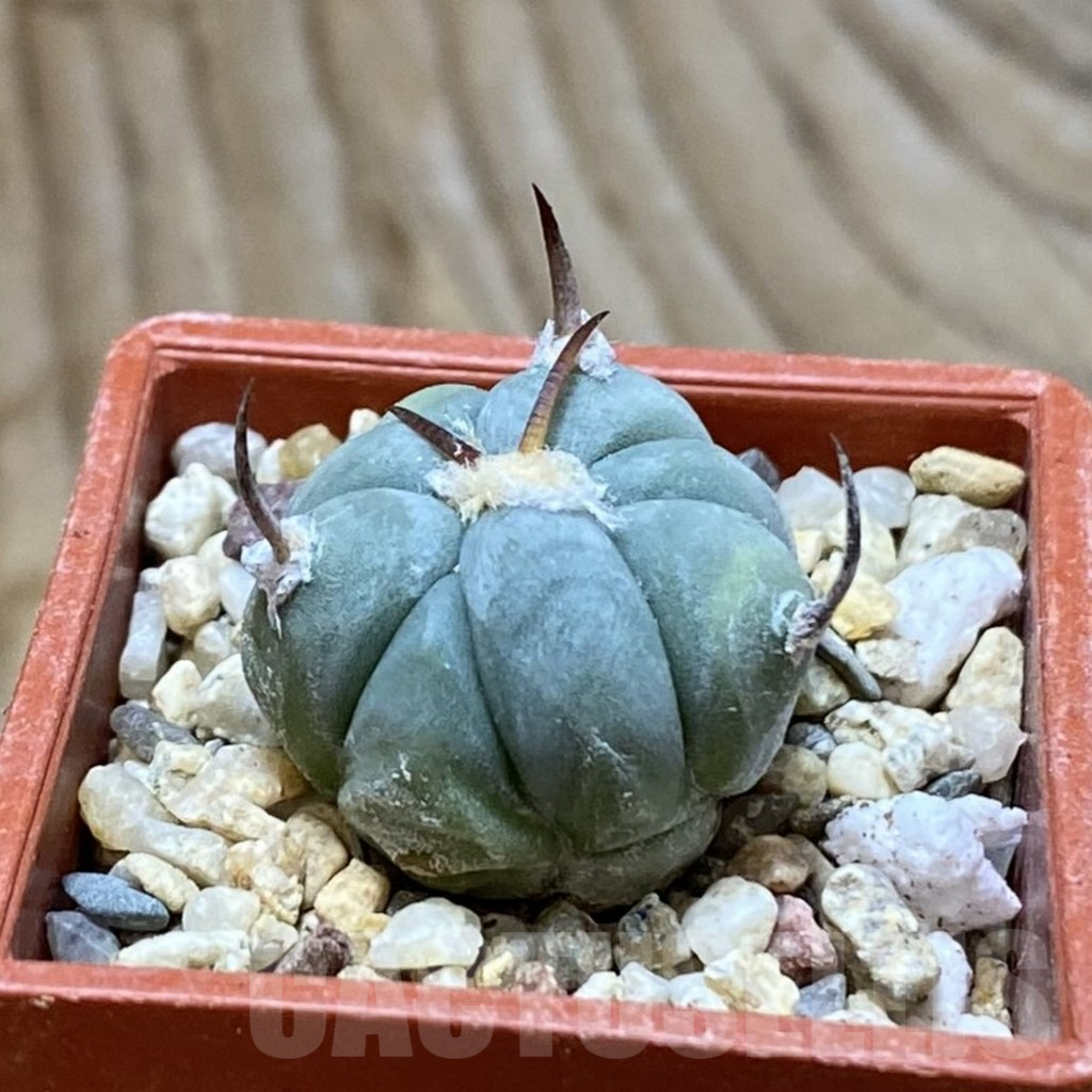 SH9025 Echinocactus horizonthalonius - Image 2