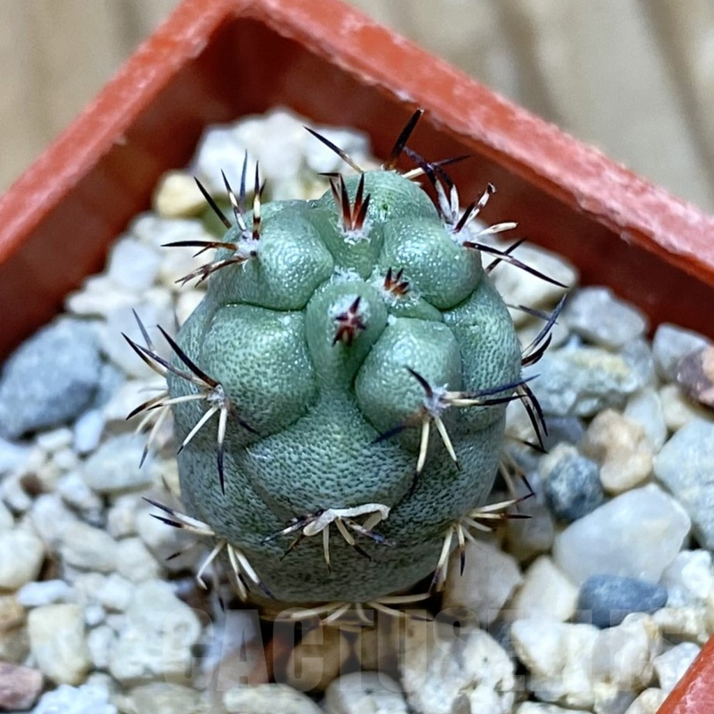 SH9027 Ortegocactus macdougallii