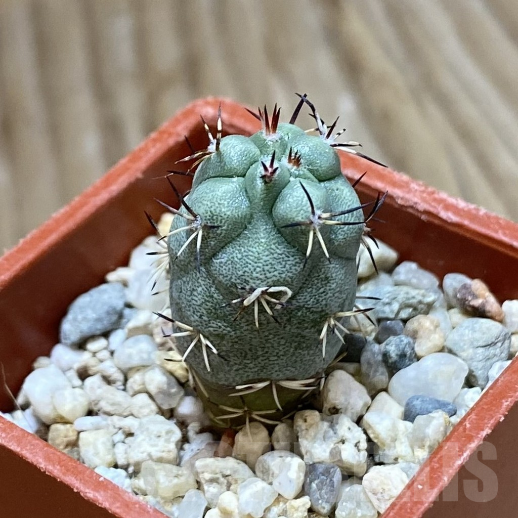 SH9027 Ortegocactus macdougallii - Image 2