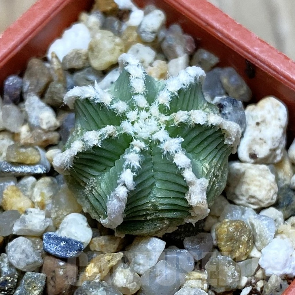 SH9013 Aztekium hintonii