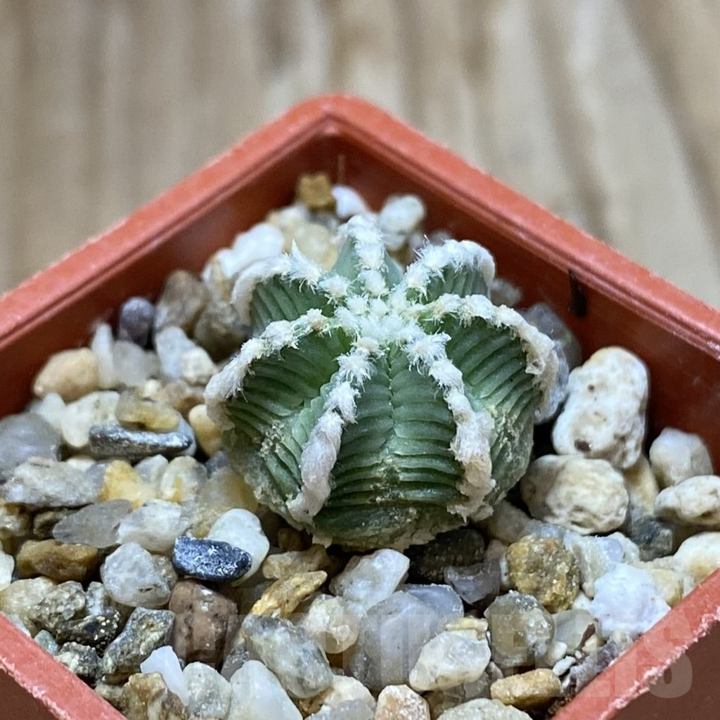 SH9013 Aztekium hintonii - Image 2