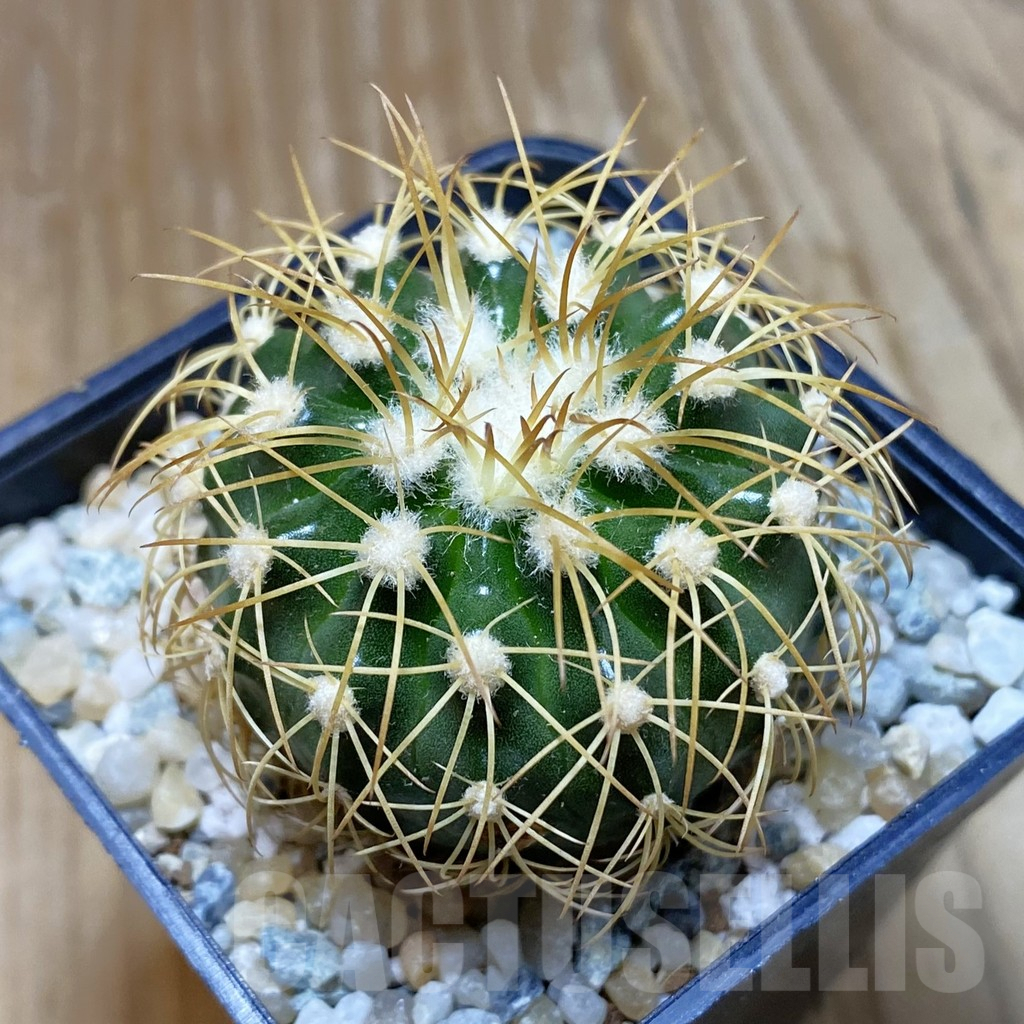 SH9032 Discocactus bahiensis