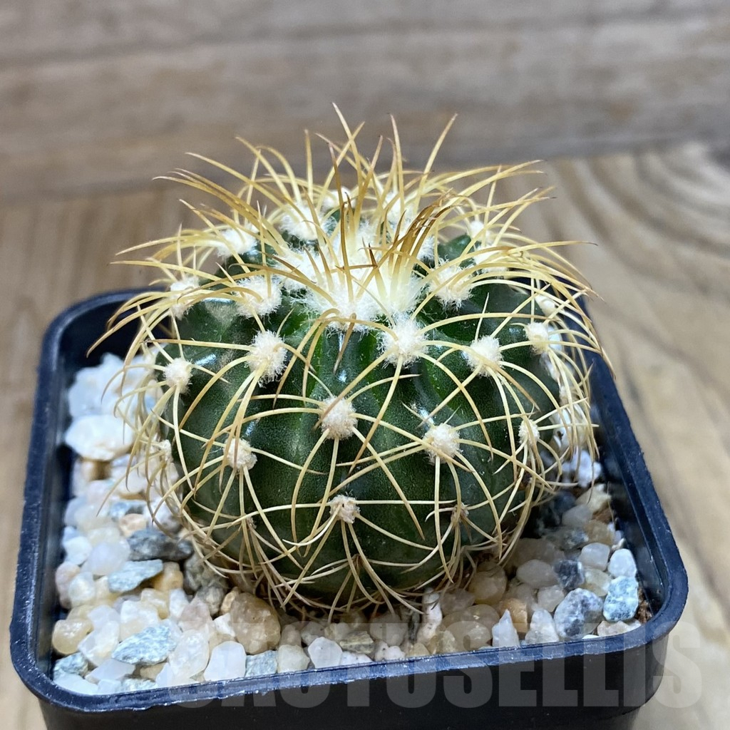 SH9032 Discocactus bahiensis - Image 2