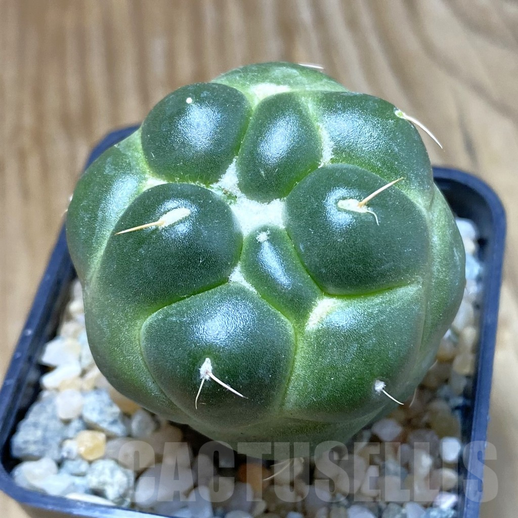 SH9033 Coryphantha elephantidens ‘inermis’
