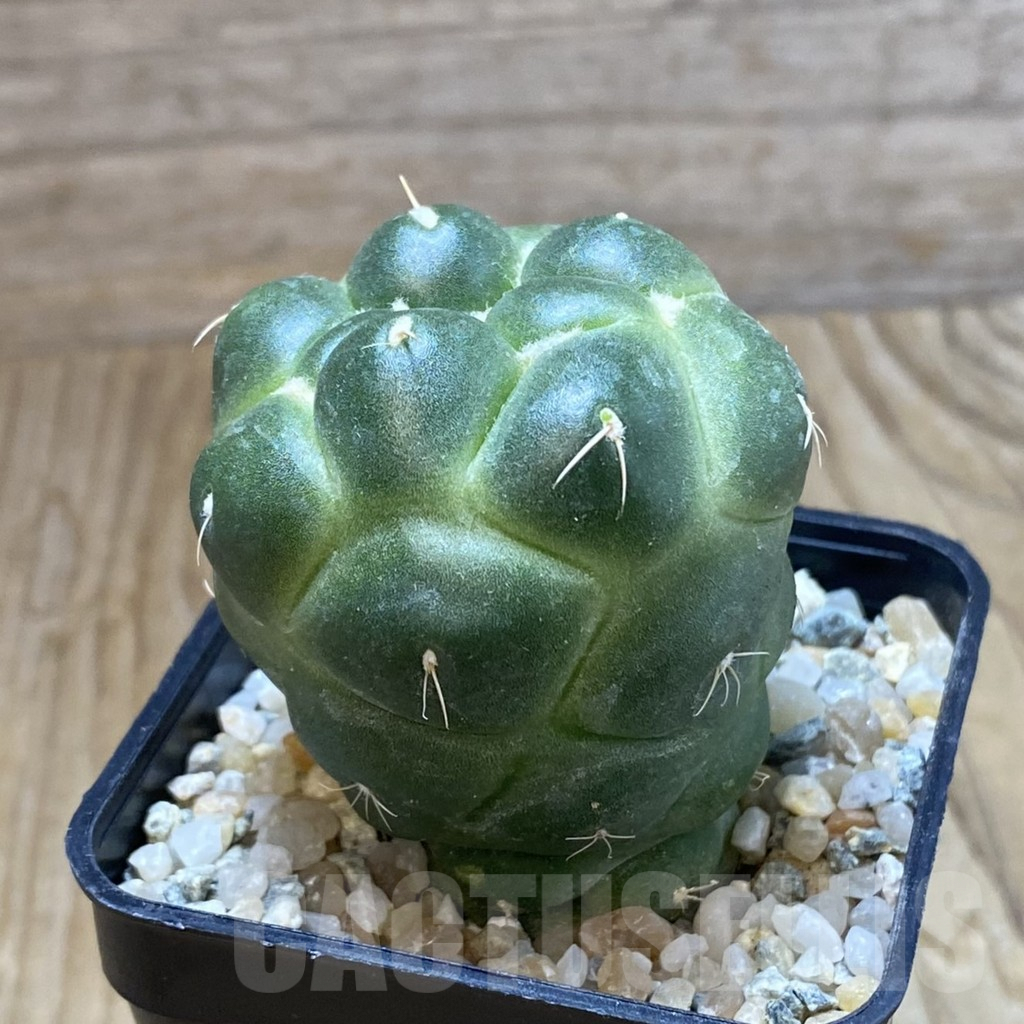 SH9033 Coryphantha elephantidens ‘inermis’ - Image 2