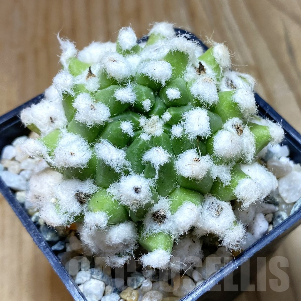 SH9038 Mammillaria bucareliensis ‘Erusamu’