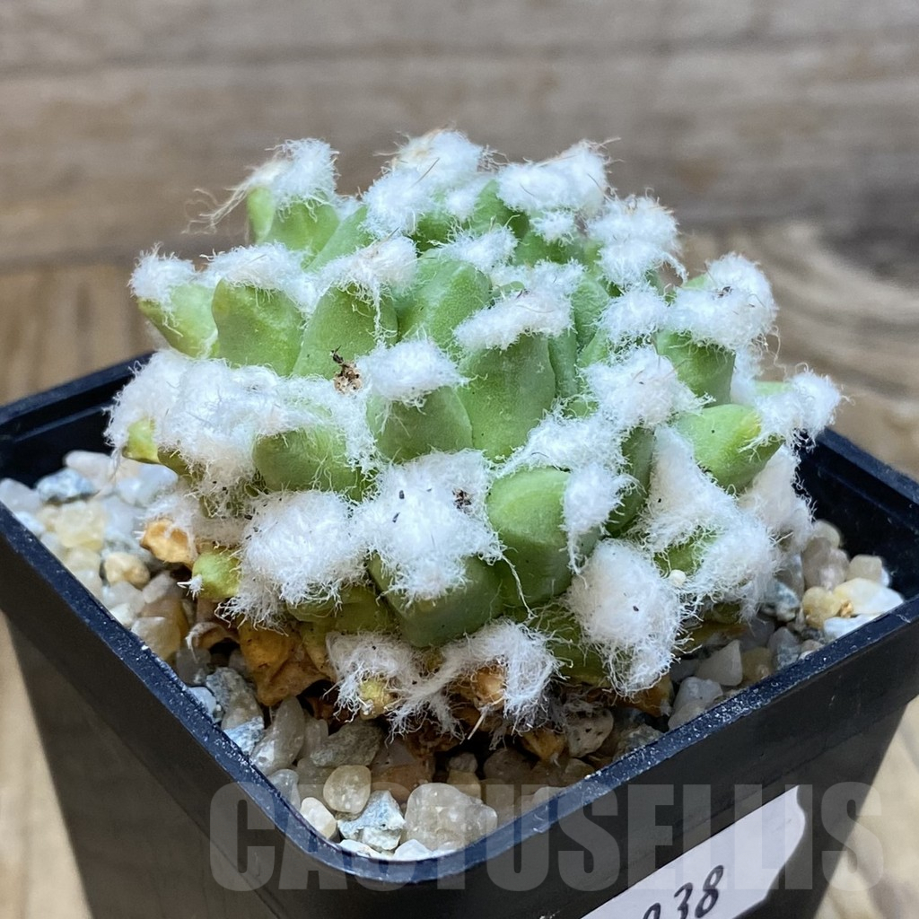 SH9038 Mammillaria bucareliensis ‘Erusamu’ - Image 2