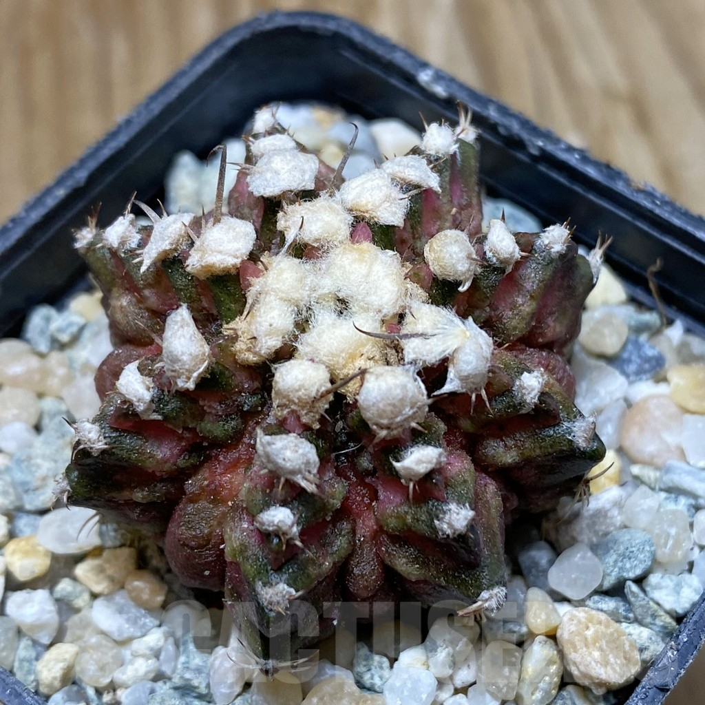 SH9042 Gymnocalycium mihanovichii 'T-Rex', seedling