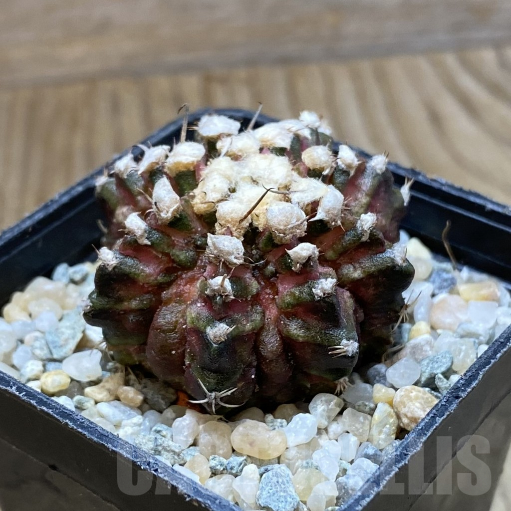 SH9042 Gymnocalycium mihanovichii 'T-Rex', seedling - Image 2