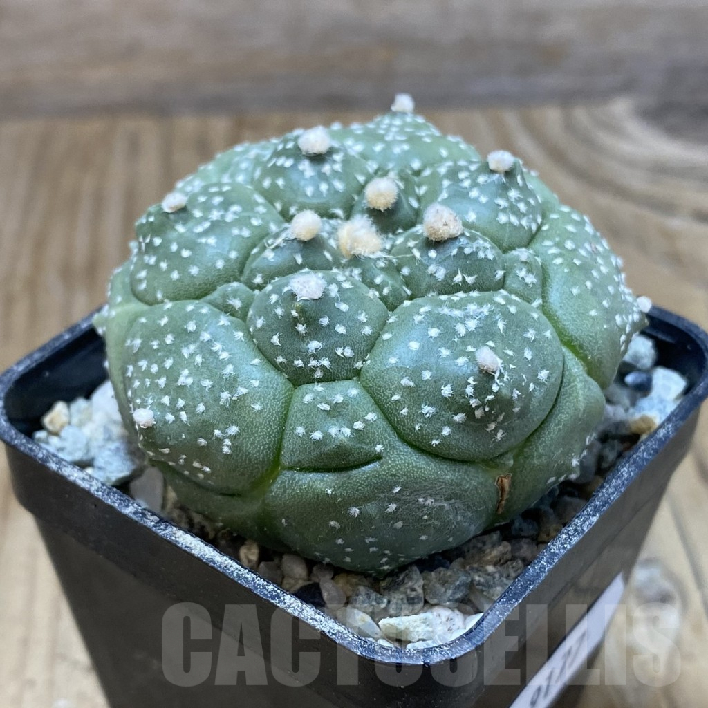 SH9177 Astrophytum asterias ‘Kikko’ - Image 2