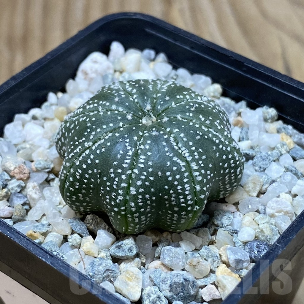 SH9181 Astrophytum asterias ‘Star Shape’ - Image 2
