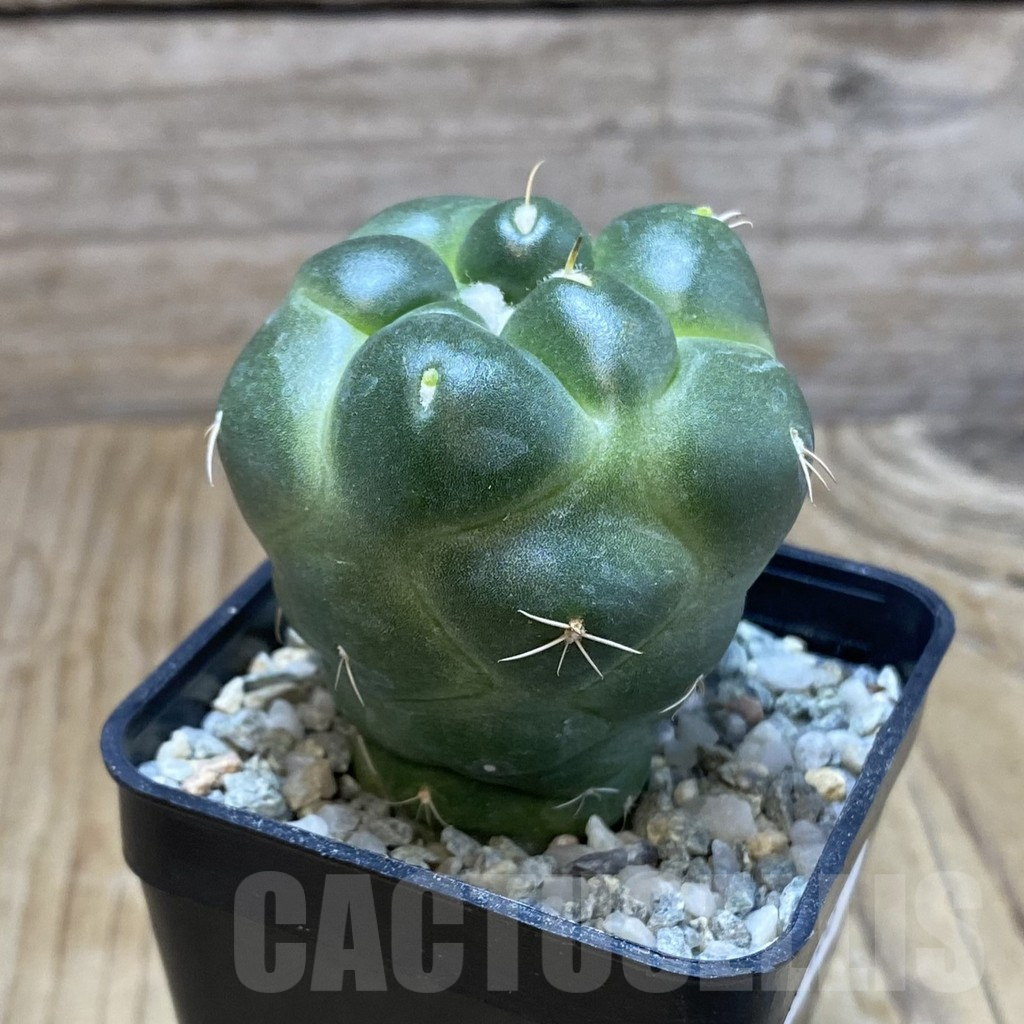 SH9186 Coryphantha elephantidens ‘inermis’ - Image 2