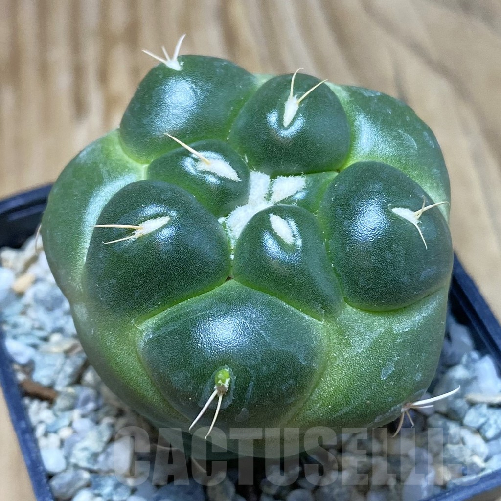SH9187 Coryphantha elephantidens ‘inermis’