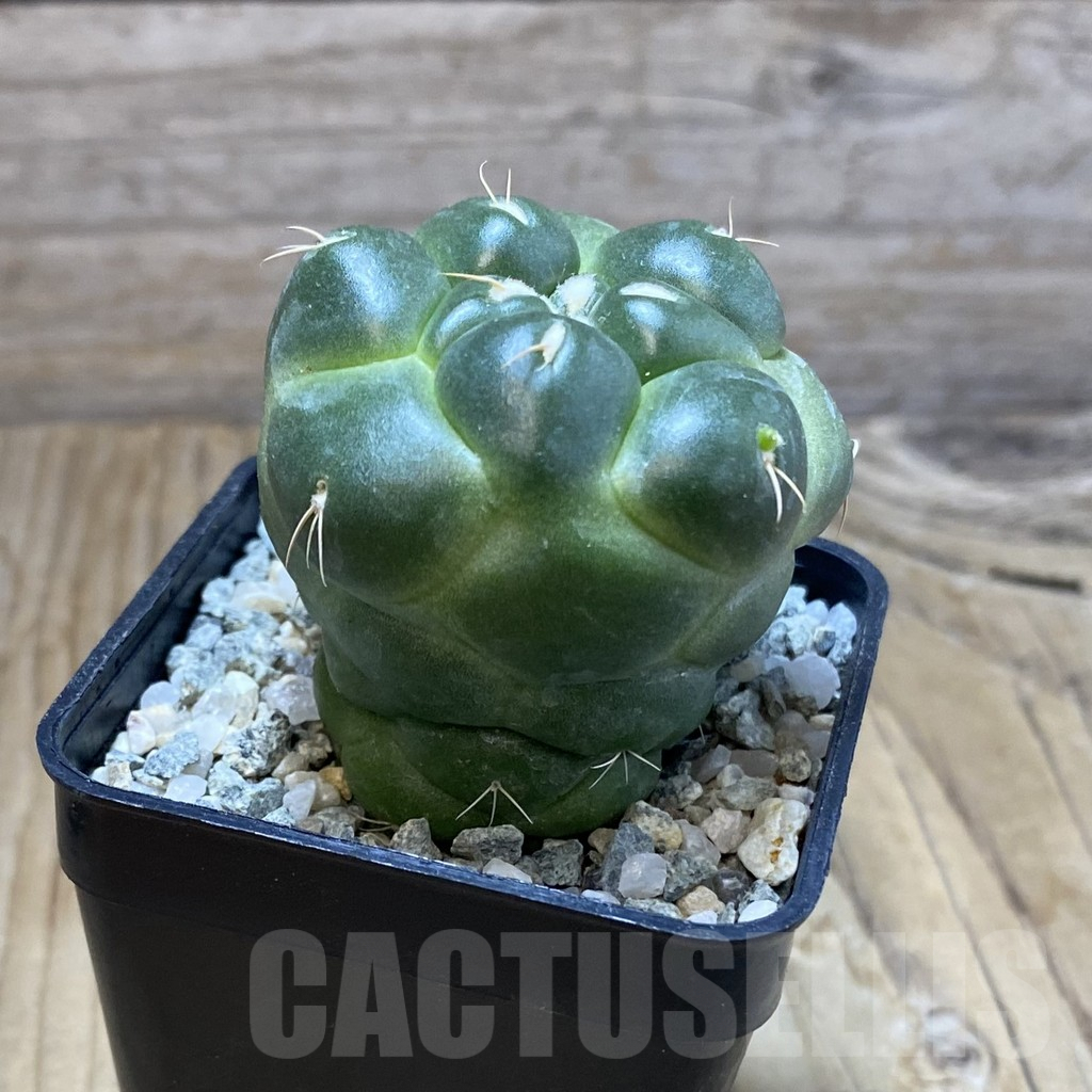 SH9187 Coryphantha elephantidens ‘inermis’ - Image 2