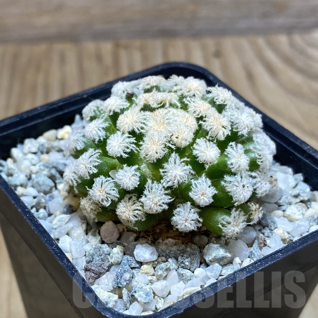 SH9189 Mammillaria plumosa ‘Snow’ - Image 2