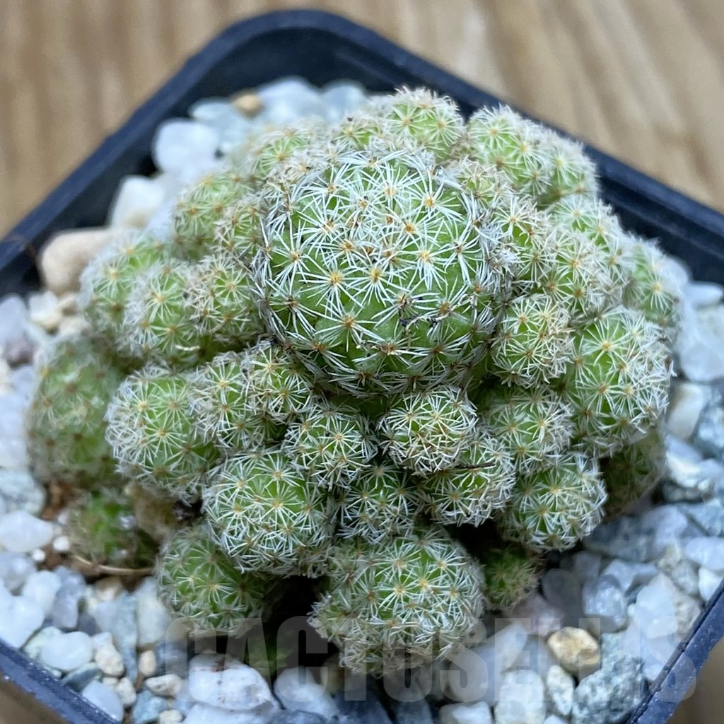 SH9194 Mammillaria egregia f. monstrosa