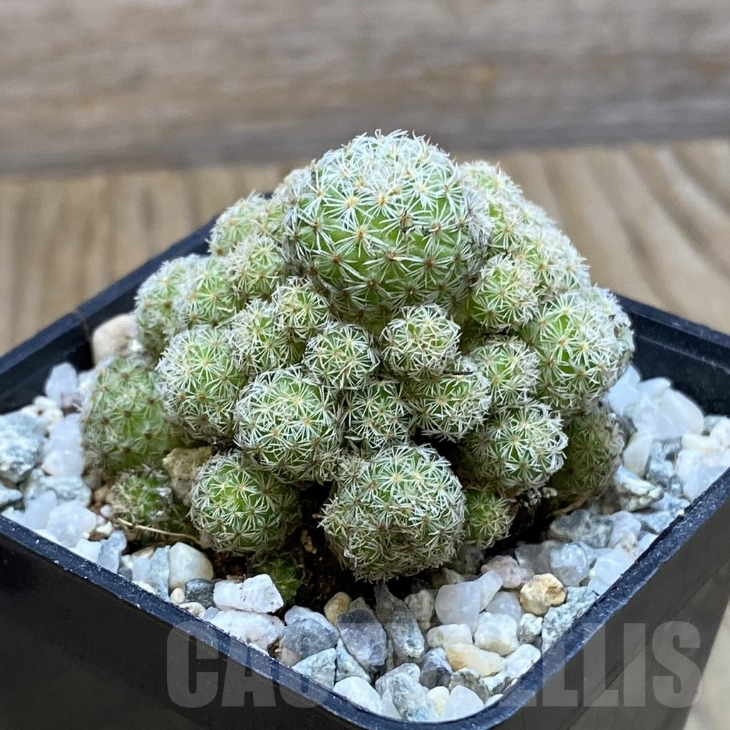 SH9194 Mammillaria egregia f. monstrosa - Image 2