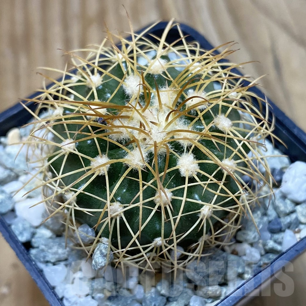 SH9195 Discocactus bahiensis