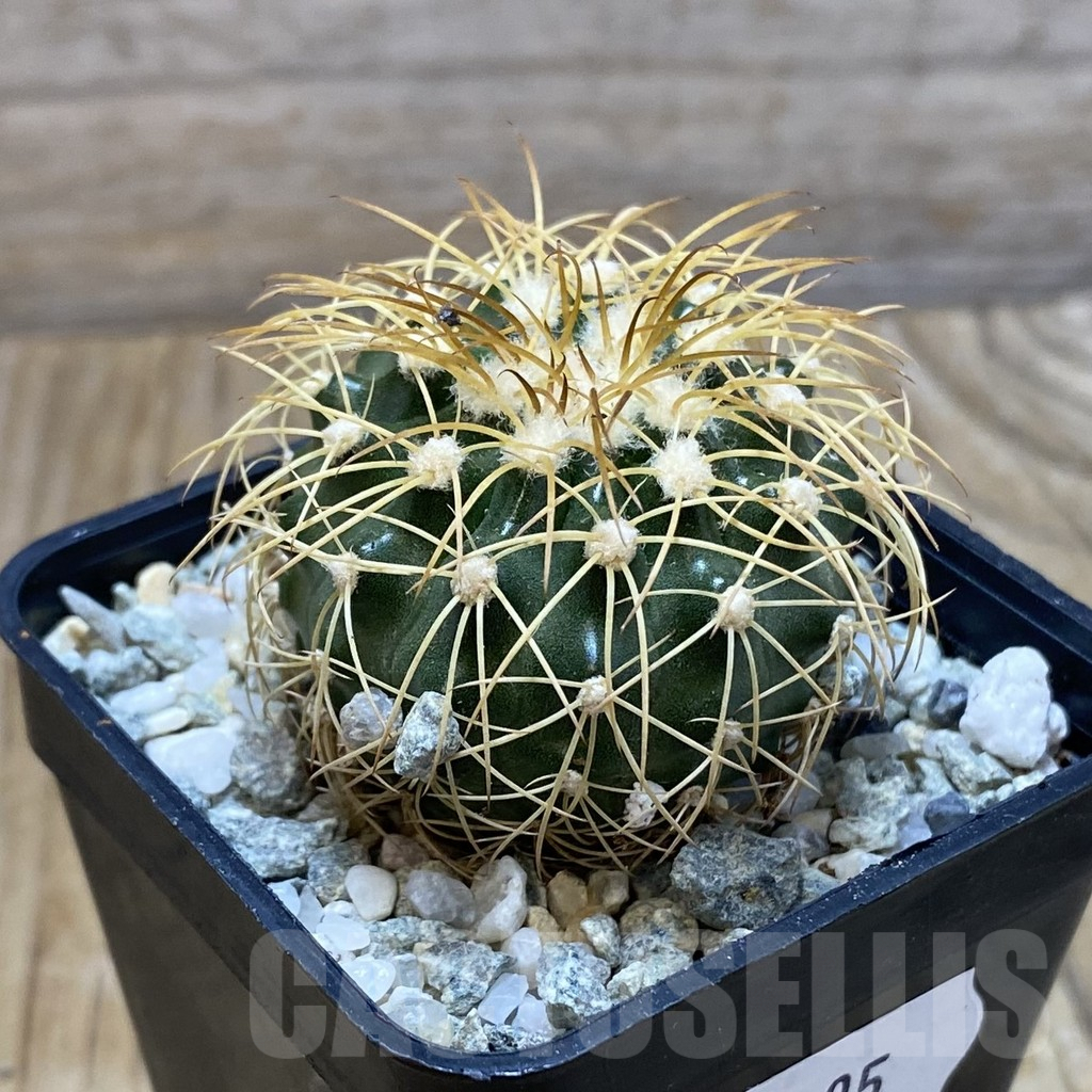 SH9195 Discocactus bahiensis - Image 2