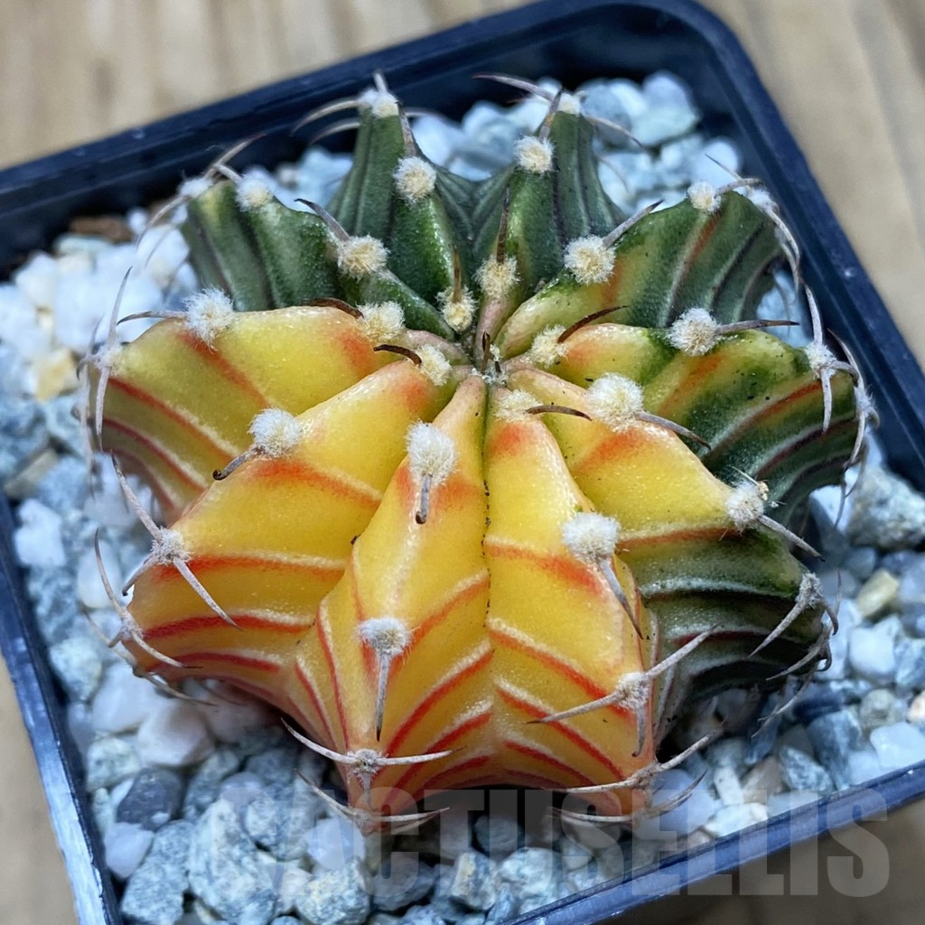 SH9198 Gymnocalycium friedrichii LB f. variegata, seedling