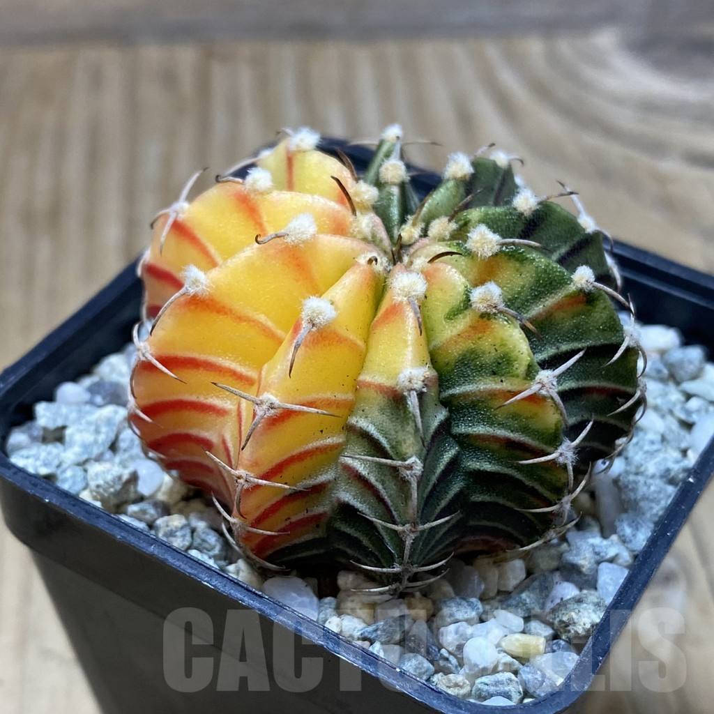SH9198 Gymnocalycium friedrichii LB f. variegata, seedling - Image 2