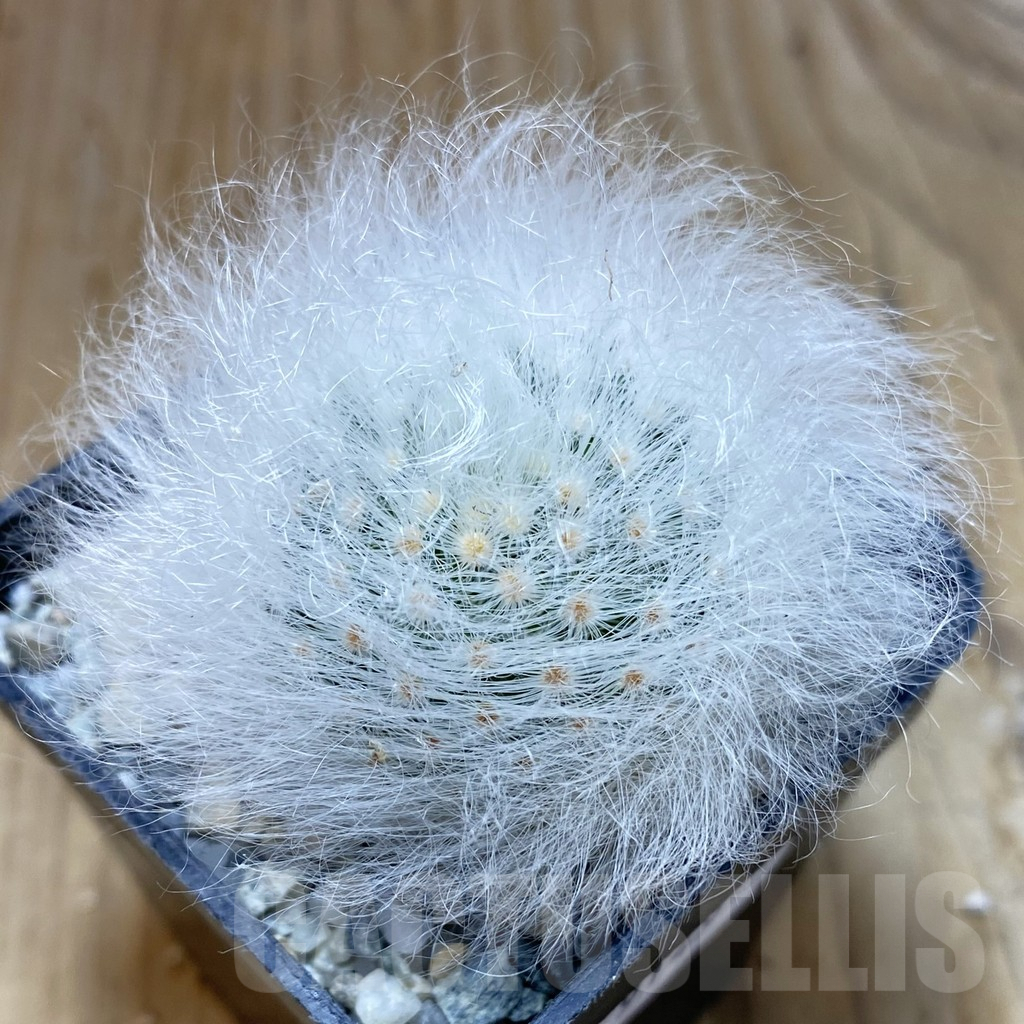SH9149 Mammillaria guelzowiana LAU 640