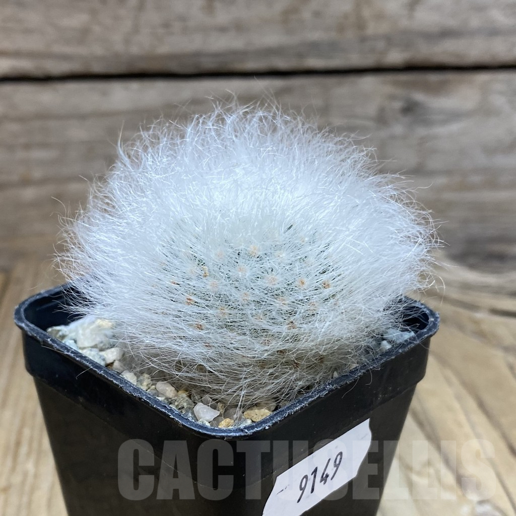SH9149 Mammillaria guelzowiana LAU 640 - Image 2