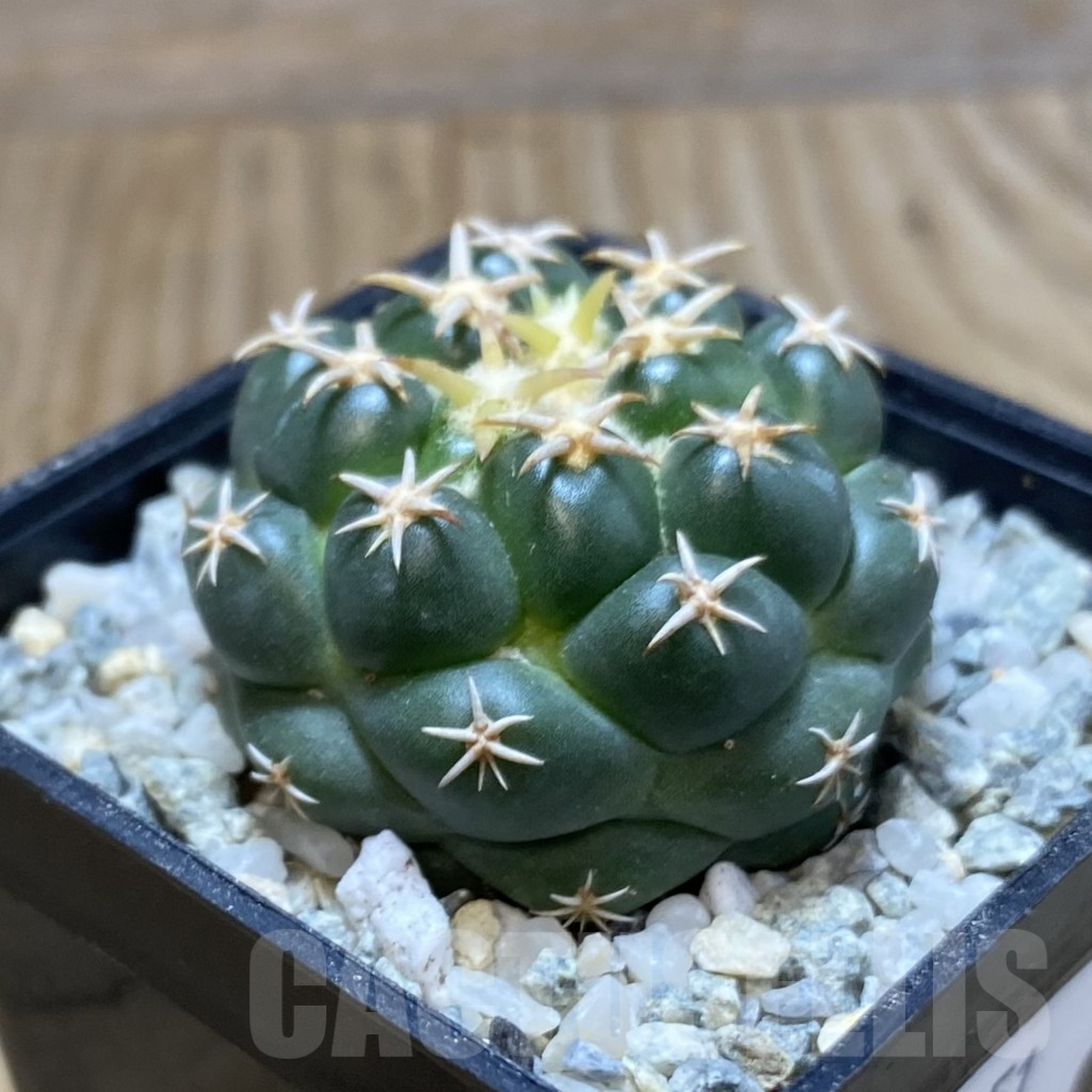 SH9151 Coryphantha elephantidens ‘Family’ - Image 2