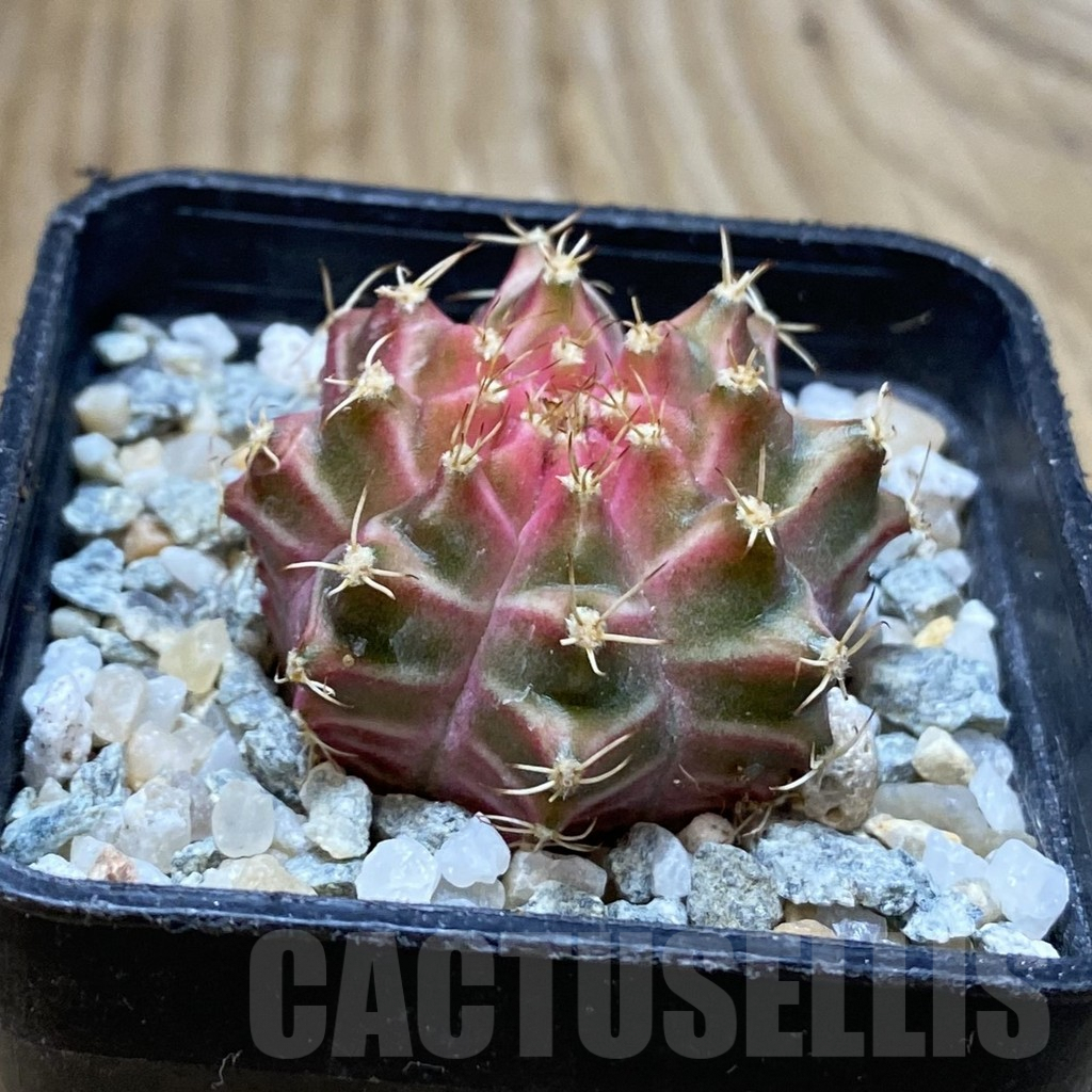 SH9154 Gymnocalycium mihanovichii ‘Neon’ hybrid, seedling - Image 2