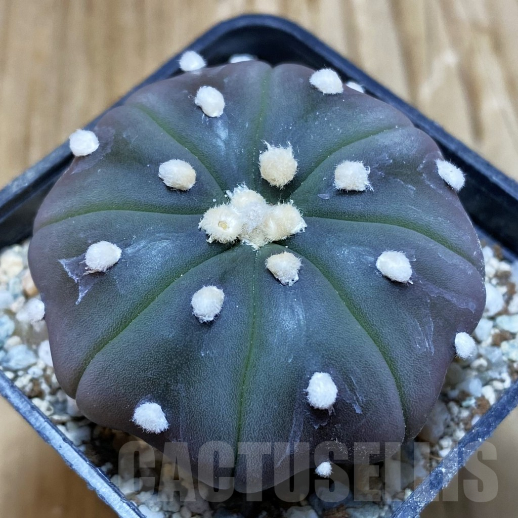 SH9173 Astrophytum asterias ‘Purple Skin’