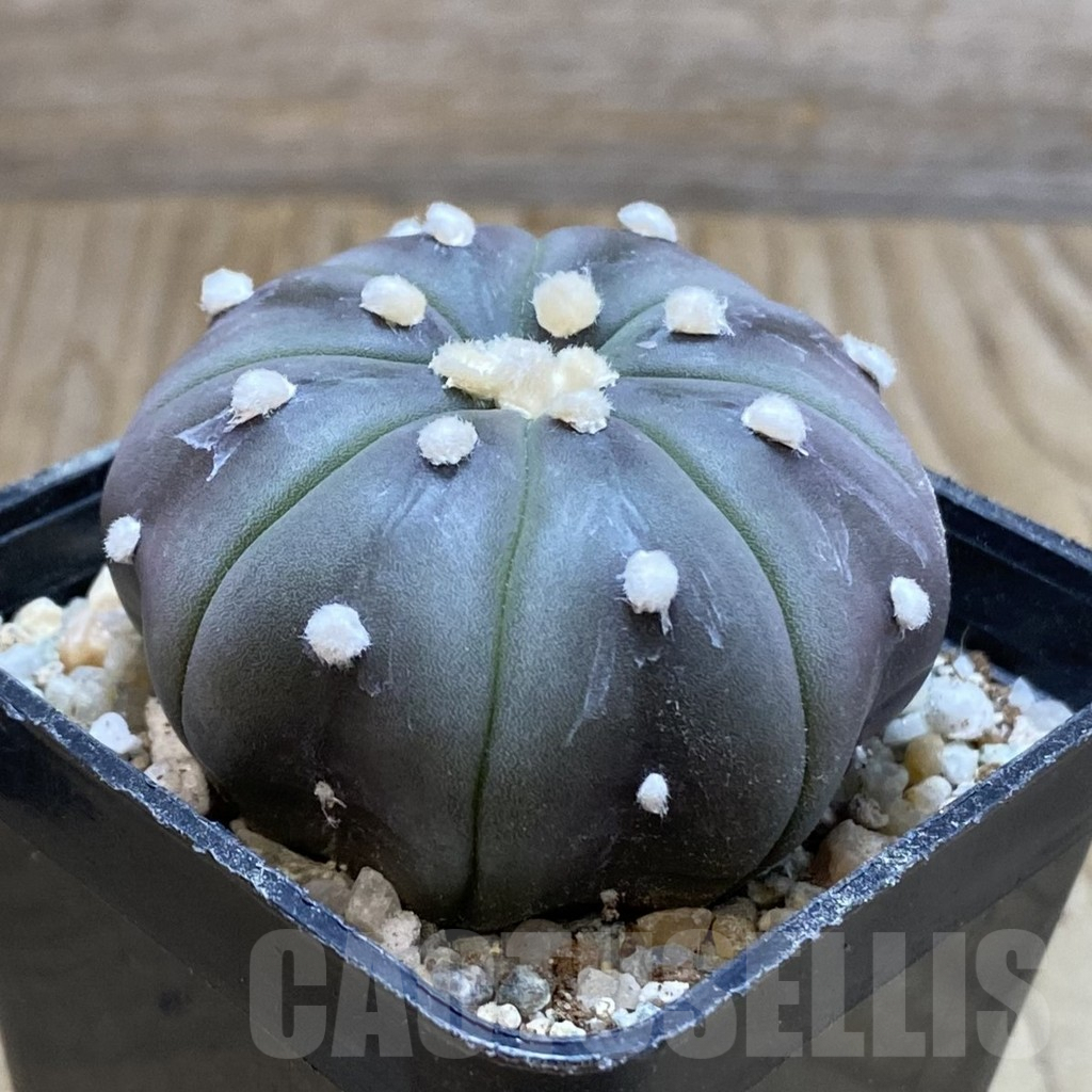 SH9173 Astrophytum asterias ‘Purple Skin’ - Image 2