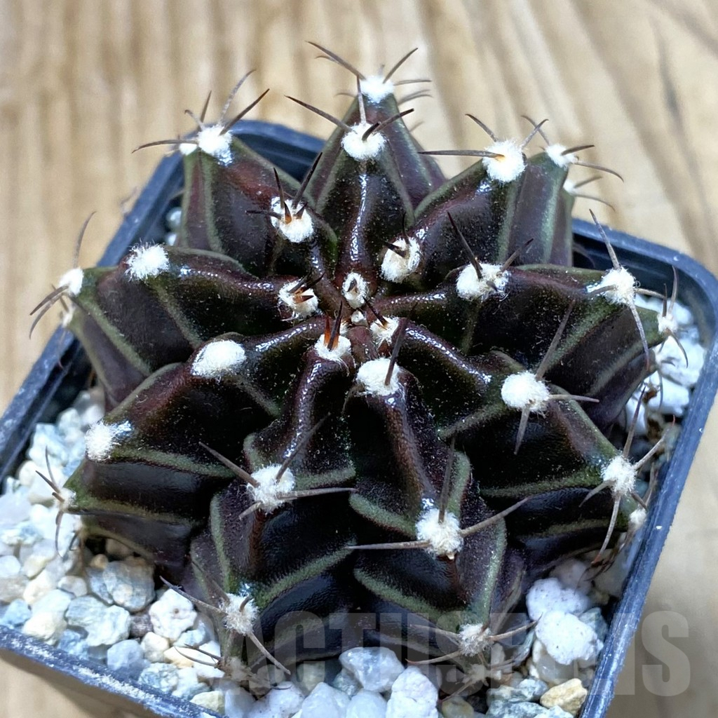 SH9321 Gymnocalycium mihanovichii ‘Black Widow’ hybrid, seedling