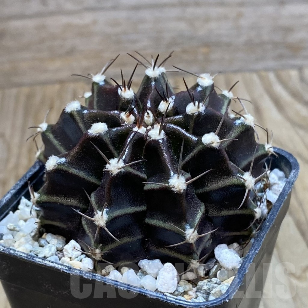 SH9321 Gymnocalycium mihanovichii ‘Black Widow’ hybrid, seedling - Image 2