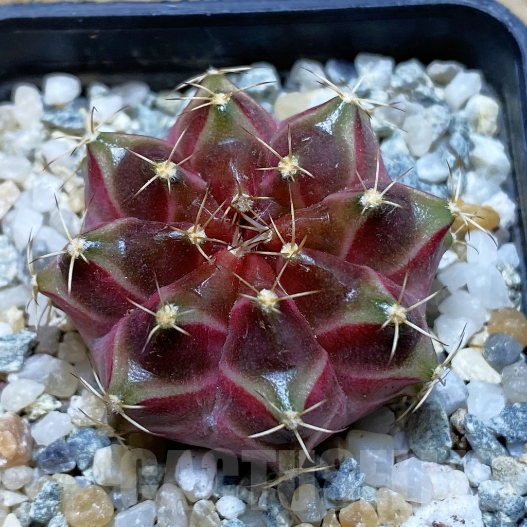 SH9325 Gymnocalycium mihanovichii ‘Neon’ hybrid, seedling
