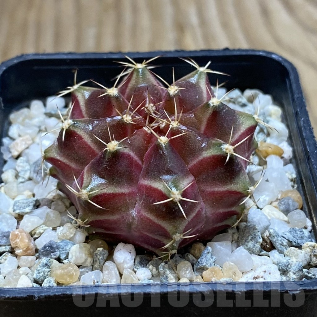 SH9325 Gymnocalycium mihanovichii ‘Neon’ hybrid, seedling - Image 2
