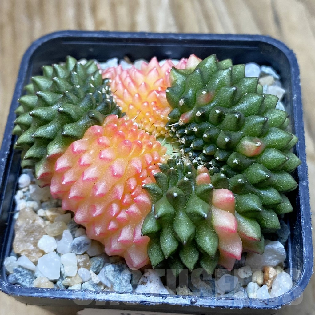 SH9329 Gymnocalycium mihanovichii 'inermis' variegata f. cristata