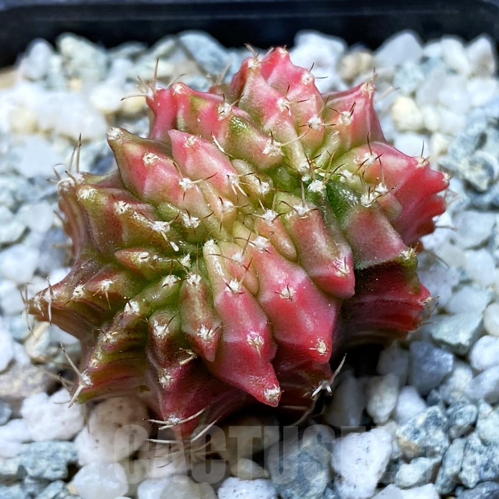 SH9331 Gymnocalycium mihanovichii f. variegata cristata, seedling