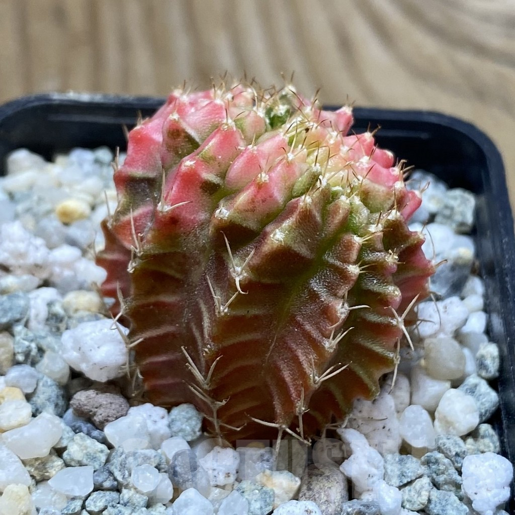 SH9331 Gymnocalycium mihanovichii f. variegata cristata, seedling - Image 2