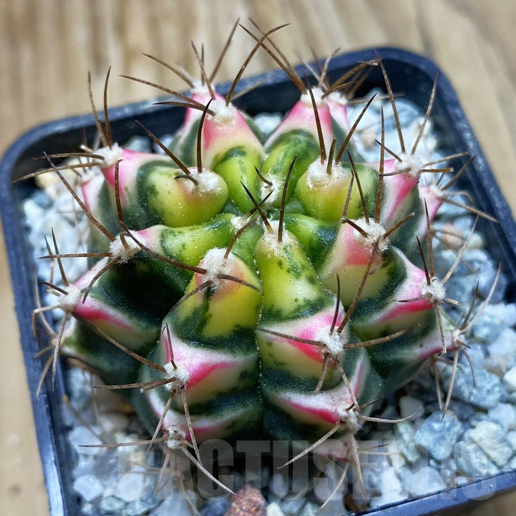 SH9334 Gymnocalycium mihanovichii ‘Flower Field'
