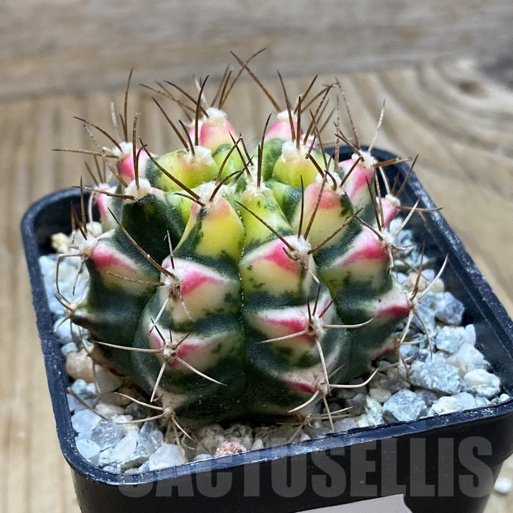 SH9334 Gymnocalycium mihanovichii ‘Flower Field' - Image 2