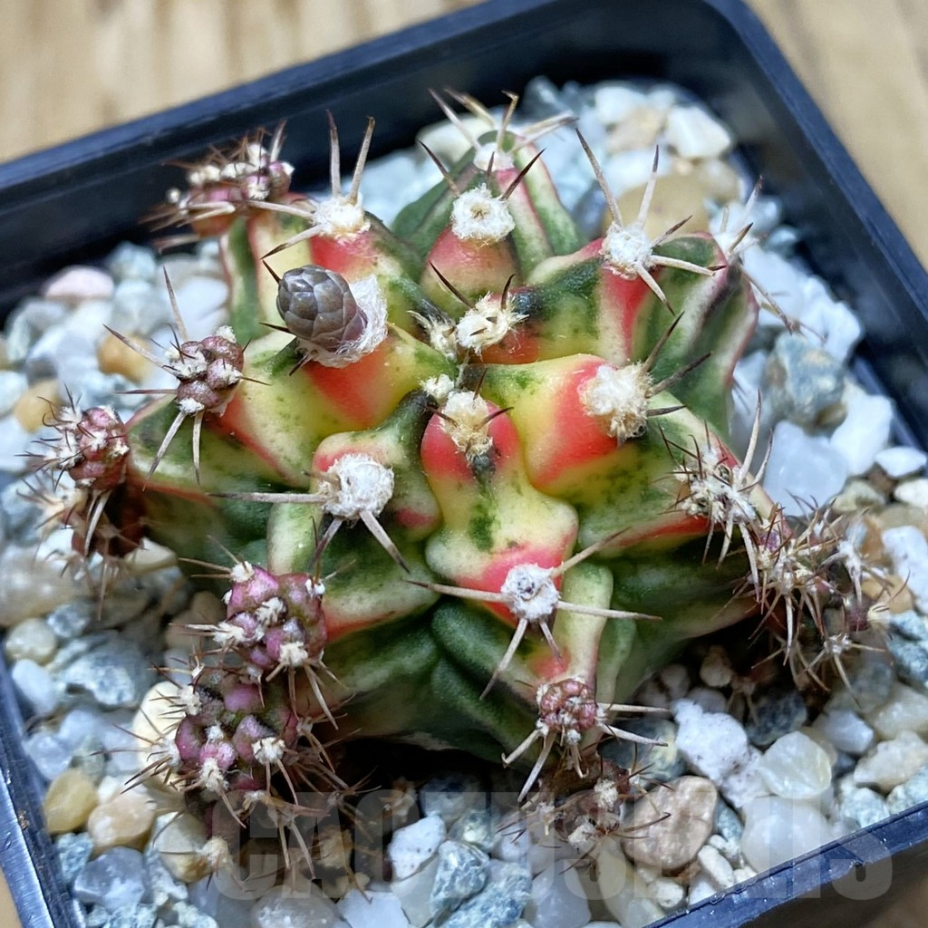 SH9335 Gymnocalycium mihanovichii f. variegata