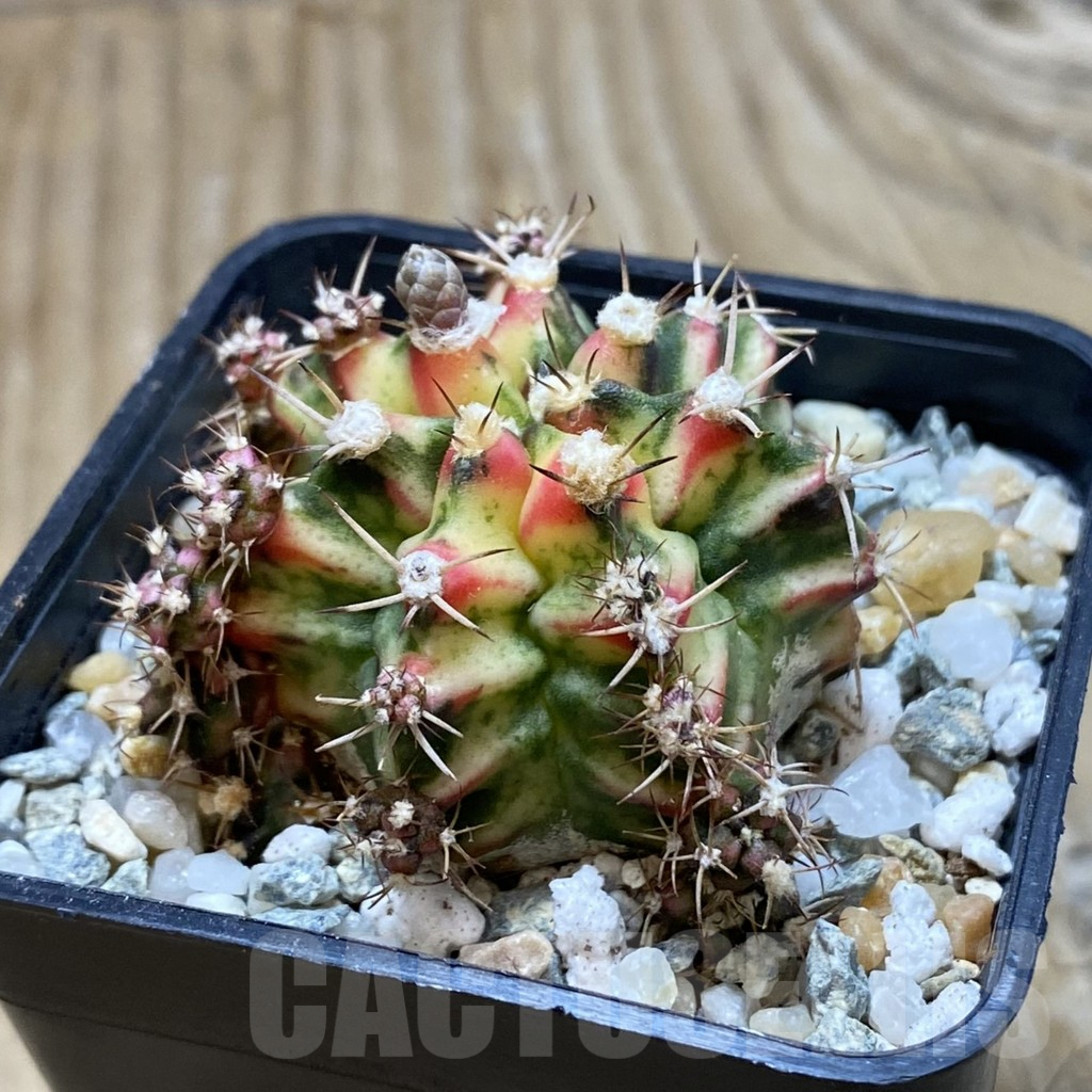 SH9335 Gymnocalycium mihanovichii f. variegata - Image 2
