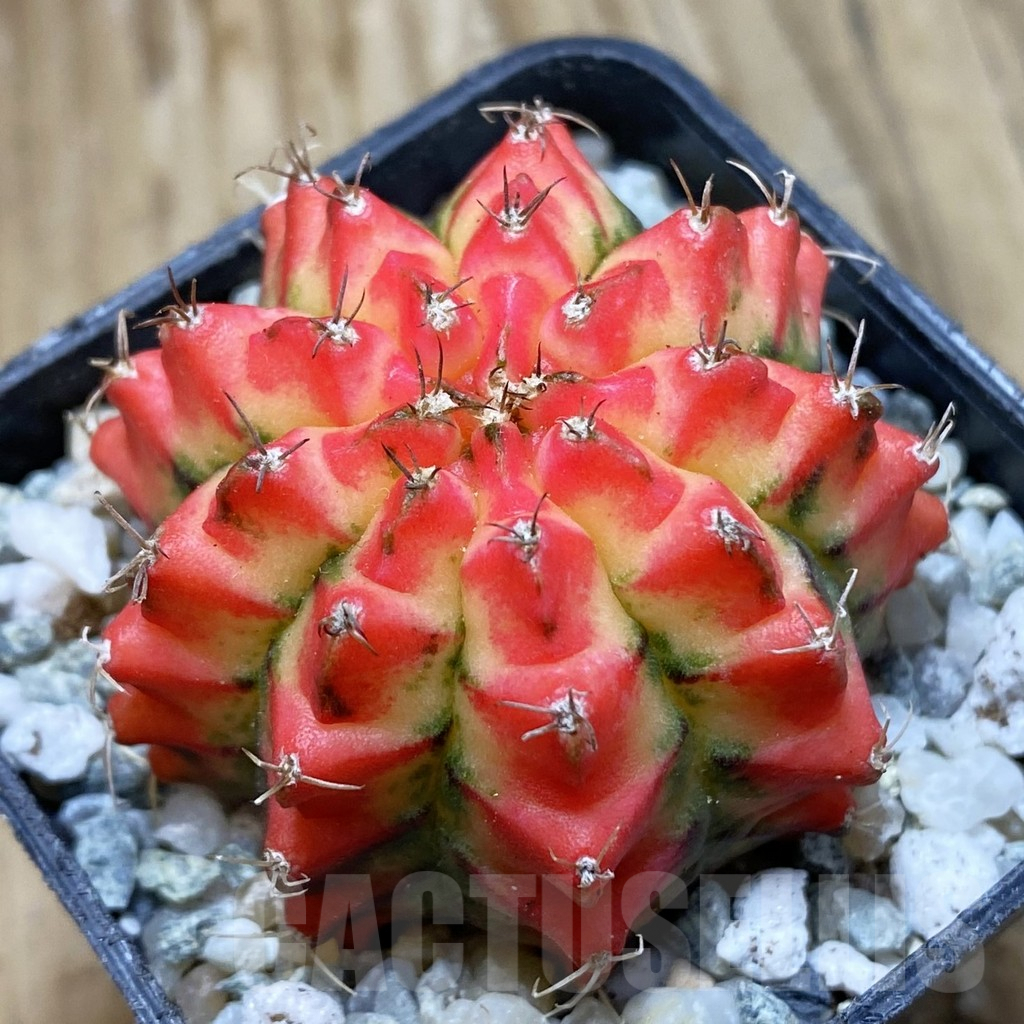 SH9337 Gymnocalycium mihanovichii 'Multicolor' -Taiwan-